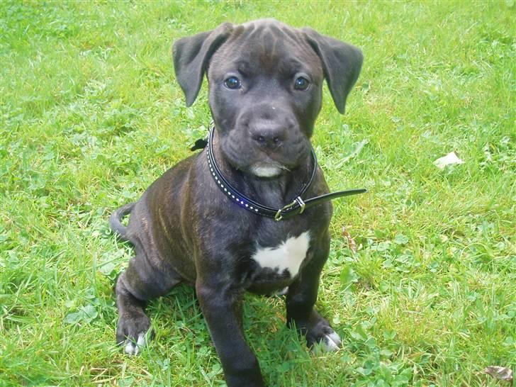 Amerikansk staffordshire terrier Cille billede 9