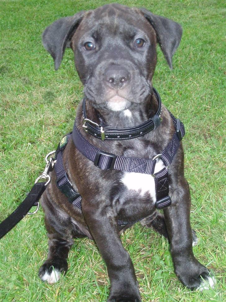 Amerikansk staffordshire terrier Cille billede 10