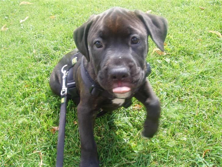 Amerikansk staffordshire terrier Cille billede 11