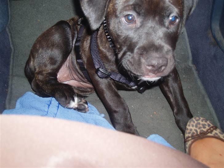 Amerikansk staffordshire terrier Cille billede 12