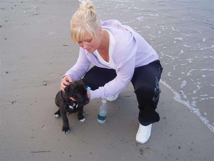 Amerikansk staffordshire terrier Cille billede 13