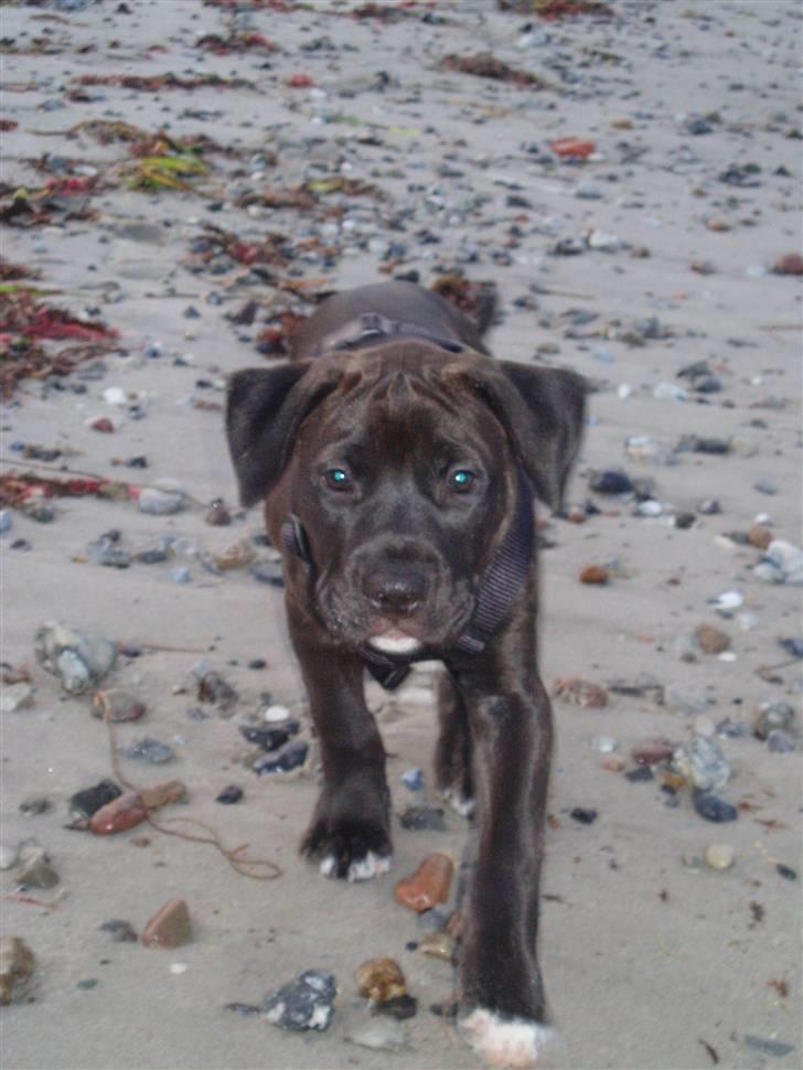 Amerikansk staffordshire terrier Cille billede 14