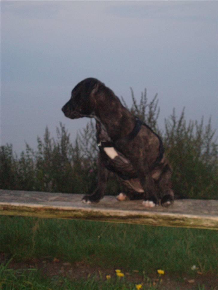 Amerikansk staffordshire terrier Cille billede 15