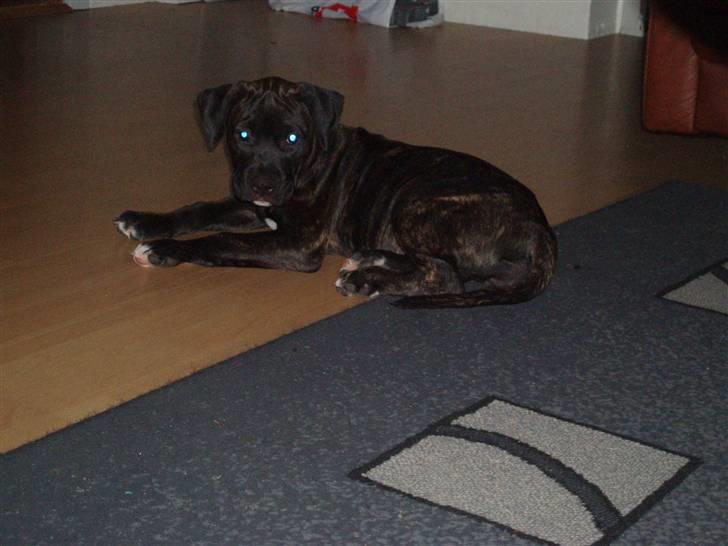 Amerikansk staffordshire terrier Cille billede 16