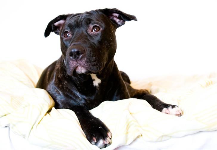 Amerikansk staffordshire terrier Cille billede 17