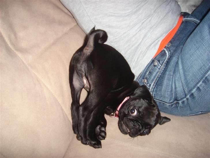 Mops Emma - Se jeg kan også stå på hovedet :-) billede 9