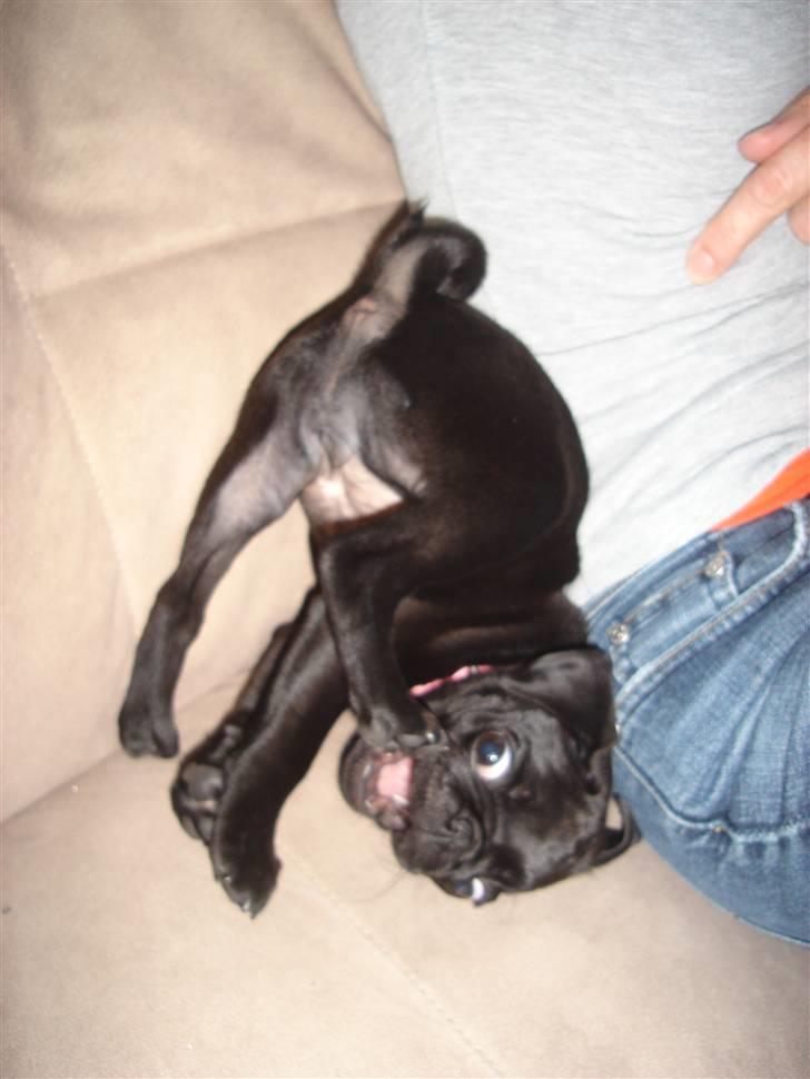 Mops Emma billede 10