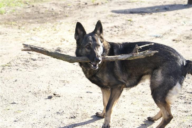 Schæferhund Bøgilds Bondie *død* - Bondie NYT¨¨¨¨ billede 14