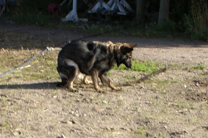 Schæferhund Bøgilds Bondie *død* - Hun var lige ved at sette sig på halen :P´NYT´´´´ billede 15