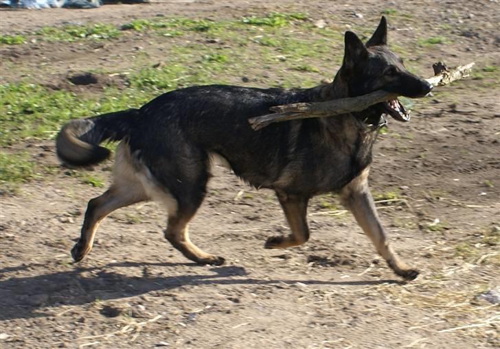 Schæferhund Bøgilds Bondie *død* - ´Hun elsker den skøre pind... NYT billede 16