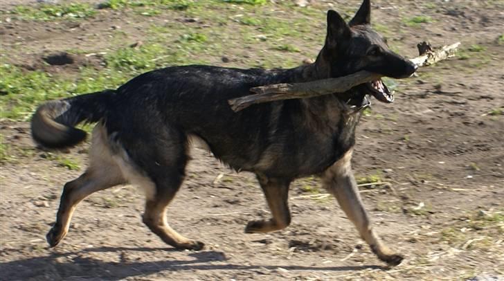 Schæferhund Bøgilds Bondie *død* - Bondie :D NYT´´ billede 17