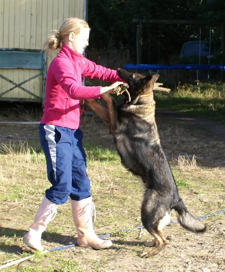 Schæferhund Bøgilds Bondie *død* - Den skøre hund :D heh NYT´´´ billede 18