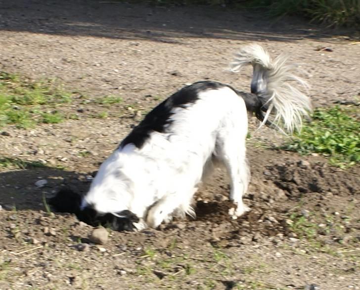 Engelsk springer spaniel Faust - Faust gør det som han er bedst til... :D billede 6