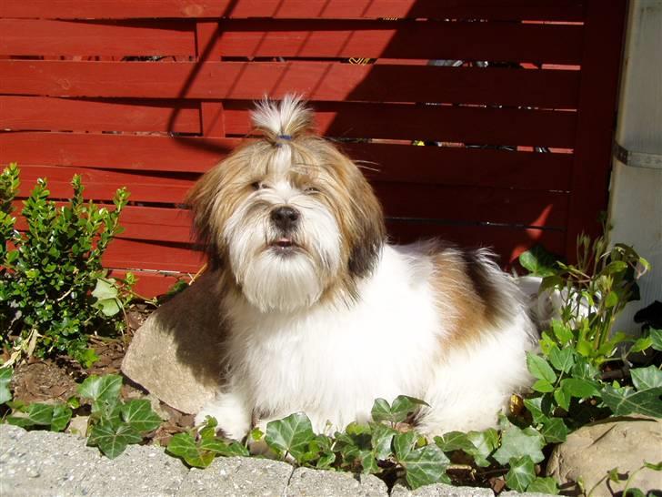 Blanding af racer Teddy *2006-2011* billede 1