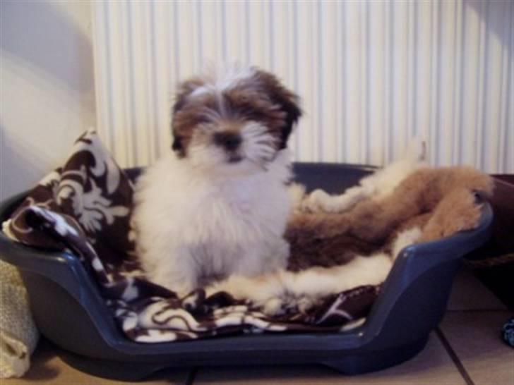 Blanding af racer Teddy *2006-2011* billede 2