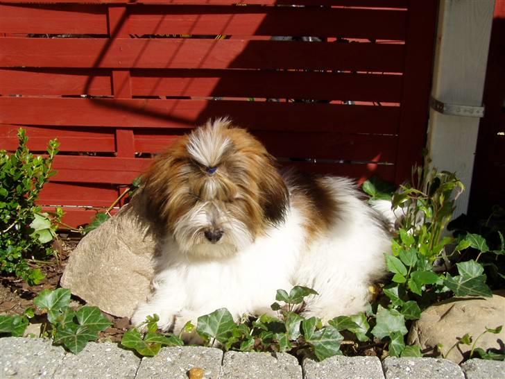 Blanding af racer Teddy *2006-2011* billede 3