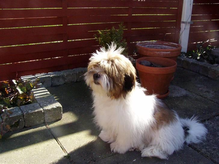 Blanding af racer Teddy *2006-2011* billede 5