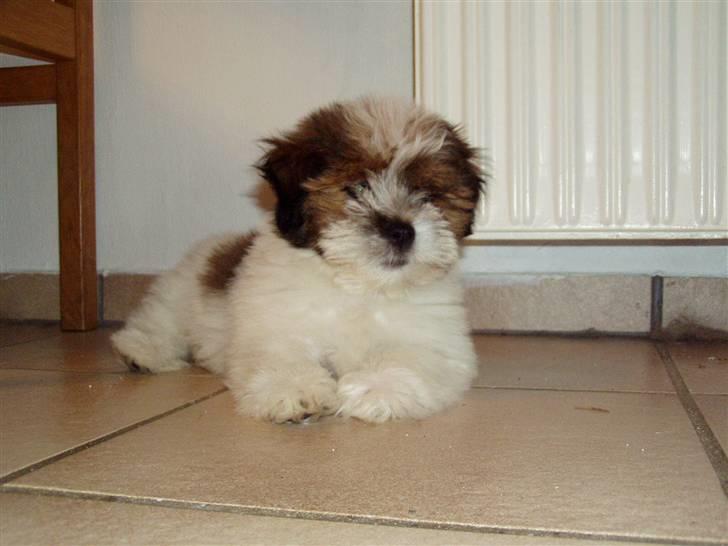 Blanding af racer Teddy *2006-2011* billede 6