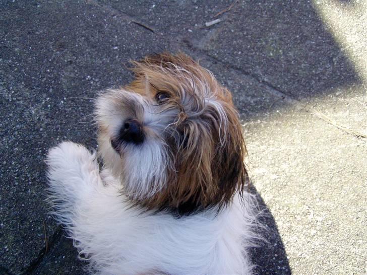 Blanding af racer Teddy *2006-2011* billede 7