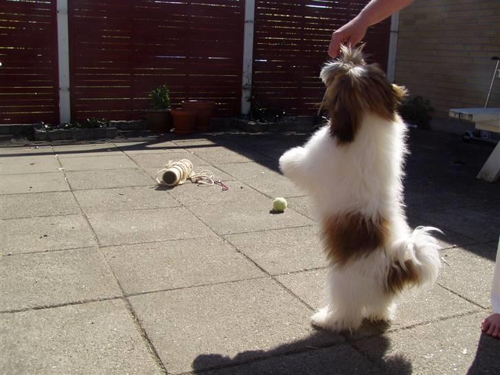 Blanding af racer Teddy *2006-2011* billede 8