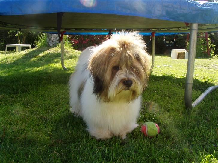 Blanding af racer Teddy *2006-2011* billede 9