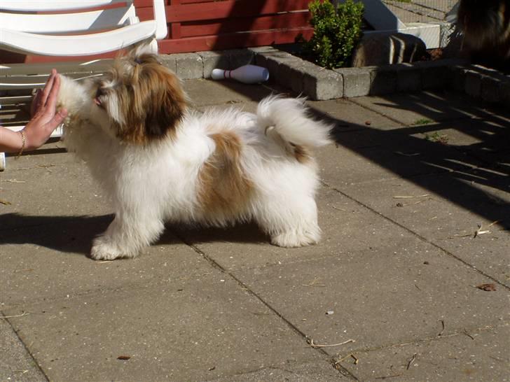 Blanding af racer Teddy *2006-2011* - Gi´ fem, det kan jeg sagtens... billede 10