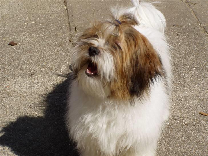 Blanding af racer Teddy *2006-2011* - Kom nu Mor, skal vi ikke lege?? billede 12