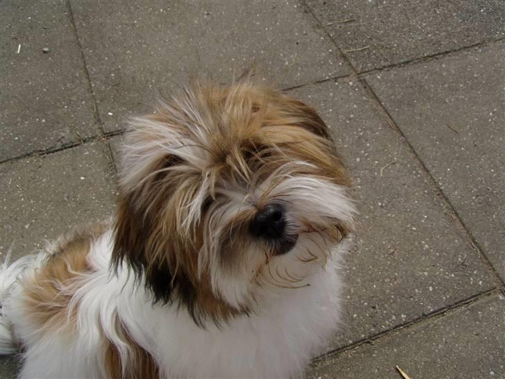 Blanding af racer Teddy *2006-2011* billede 13