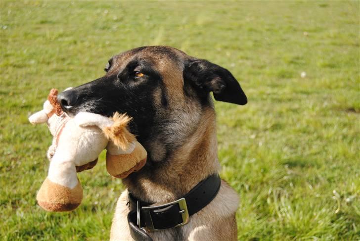 Malinois Crazy - nyder solen :) billede 3