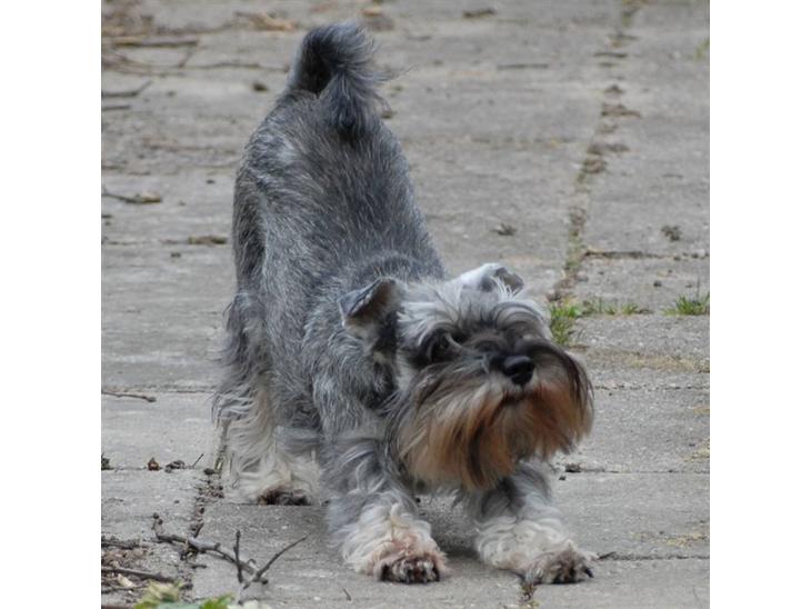 {{currentPhoto.altText}} billede {{currentPhoto.number}}