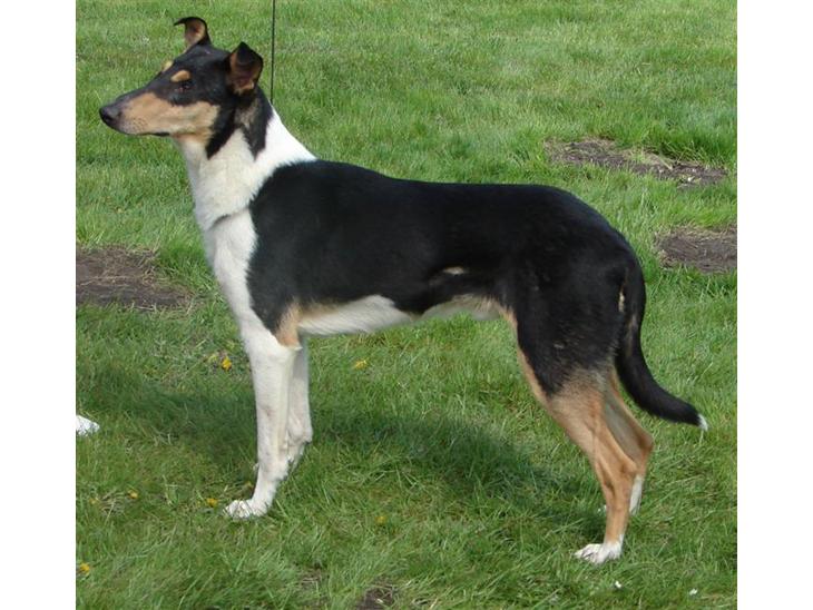 Collie korthåret Sirius.  - maj 2008 billede 1