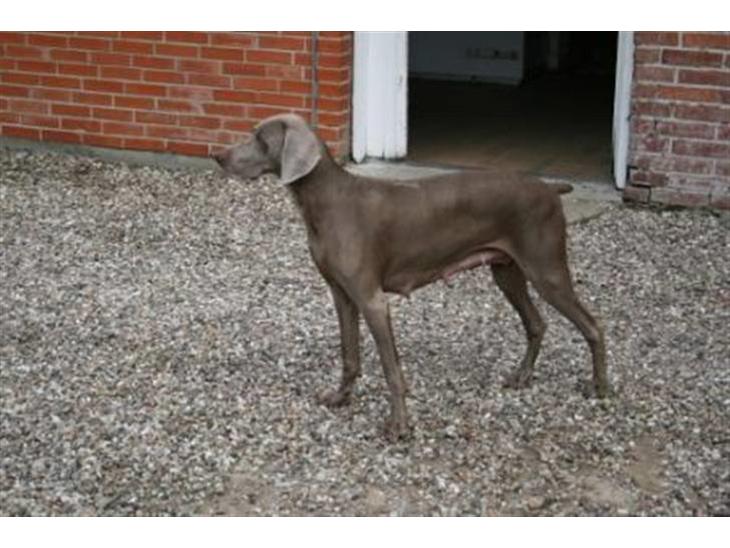 {{currentPhoto.altText}} billede {{currentPhoto.number}}