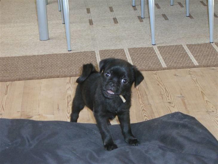 {{currentPhoto.altText}} billede {{currentPhoto.number}}