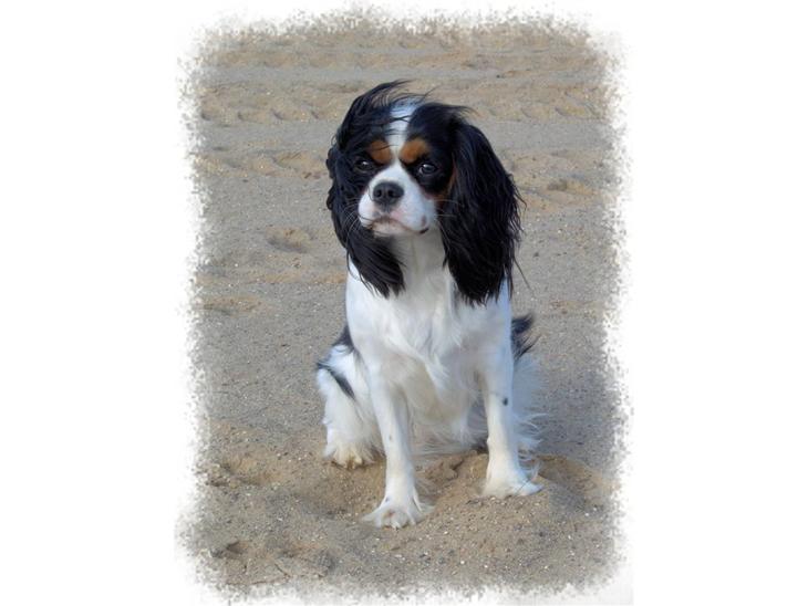 Cavalier king charles spaniel Mitzi billede 1