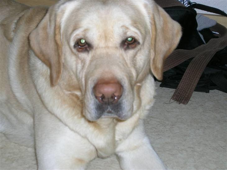 Labrador retriever Rex billede 1