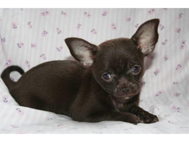 Chihuahua Zoe - Lille dejlige Zoe.. næsten 9 uger gammel.. billede 1