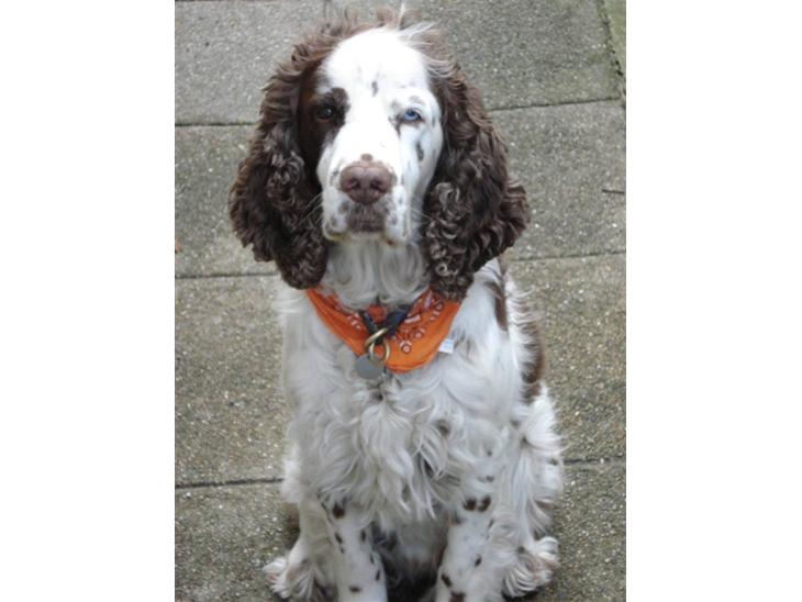 Engelsk springer spaniel Bølle  R.I.P.  - Bølle trolden. billede 1