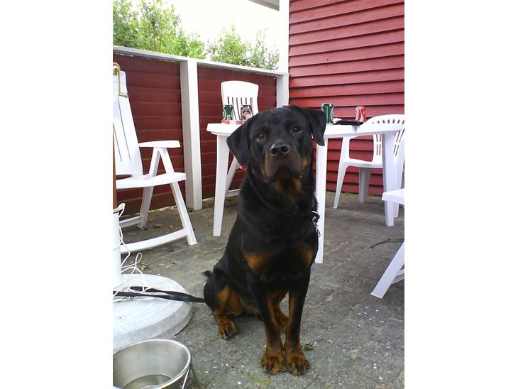 {{currentPhoto.altText}} billede {{currentPhoto.number}}