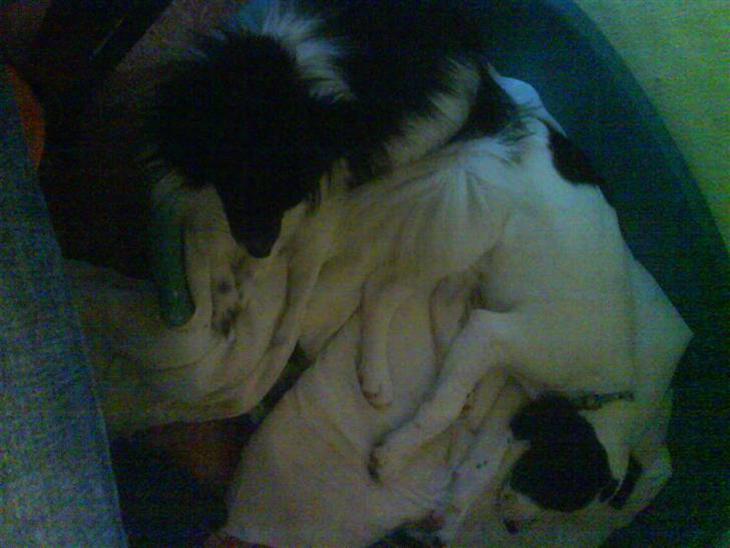 {{currentPhoto.altText}} billede {{currentPhoto.number}}