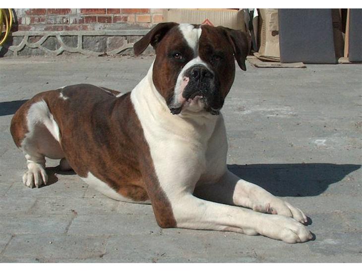 Blanding af racer Enzo - Nyder solen d.4/3-2009 billede 1