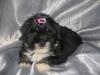 Lhasa apso Tulle *2007-2017* [ Himmelhund]