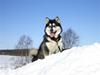 Alaskan malamute Penny [ Himmelhund]
