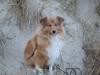 Shetland sheepdog Aslan (2009 død) [ Himmelhund]
