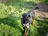 Rottweiler wappe