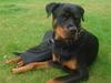 Rottweiler Nikki