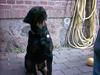 Rottweiler rico