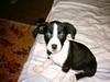 Amerikansk staffordshire terrier Ankara