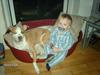 Amerikansk staffordshire terrier Kela