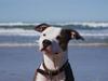 Amerikansk staffordshire terrier Balto
