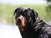 Rottweiler Basse